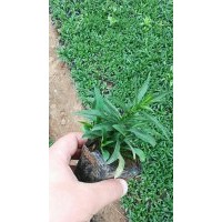 供應10-30公分荷蘭菊 山東地區