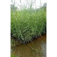 可供廣西水生植物基地直銷｜廣西水生植物供應商｜廣西哪里賣水生
