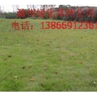 出售馬尼拉草坪，百慕大草坪，高羊茅草坪