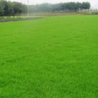 大量供應草坪批發草坪價格草坪基地草坪熱銷