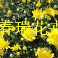 國慶菊，雞冠花，千頭菊