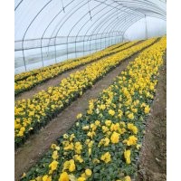 三色堇 山東草花批發基地 三色堇圖片