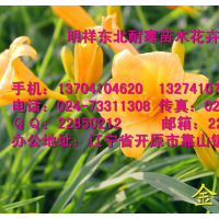 批發(fā)草花|大量金娃娃萱草|金娃娃萱草價格|金娃娃萱草簡介|