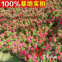 基地直銷百日草品種齊全量大優惠