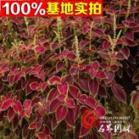 基地供應大批量彩葉草草花