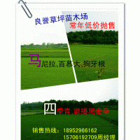 馬尼拉、百慕大、狗牙根、黑麥草低價(jià)出售