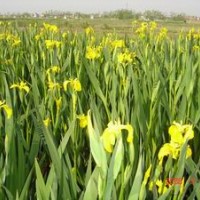 黃花鳶尾 藍(lán)花鳶尾 德國(guó)鳶尾 水生鳶尾