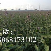 再力花 黃菖蒲_達州市再力花_花樣年華水生植物公司(圖)