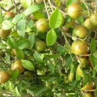 油茶樹苗批發,廣西哪有油茶樹苗賣,油茶樹苗