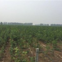 歐洲紅櫟、美彩楓、歐洲紅櫟供應(yīng)
