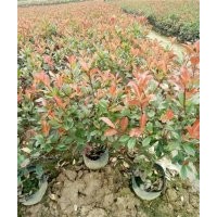 義烏紅葉石楠_福江苗木口碑好_紅葉石楠批發