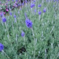 愛萍花卉苗木、廣東薰衣草、薰衣草價(jià)格