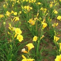 山東宿根花卉批發(fā)_山東宿根花卉_君誠花卉苗木(圖)