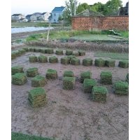 寧波余姚市農戶基地直銷馬尼拉綠化草皮