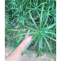 優質水生植物旱傘草批發