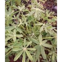 綠化草花羽扇豆批發價格