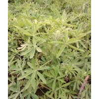 丶羽扇豆價格大全丶羽扇豆價格丶最新羽扇豆價格/批發報價