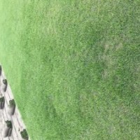 百慕大、馬尼拉、黑麥草，果嶺草 混播草坪