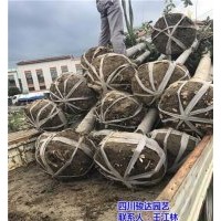 內(nèi)江桂花樹_駿達(dá)園藝_雅安桂花樹哪家好