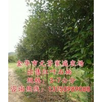4公分高桿紅葉石楠|高桿紅葉石楠|【元芳家庭農