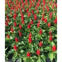 雞冠花批發基地 火炬花卉價格 草花價格