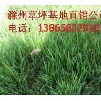 出售綠化草坪，安徽草坪