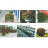 供應：一串紅、牽牛花、雞冠花、萬壽菊、菊花、金盞菊