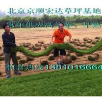 京津冀草坪供應(yīng)-高羊茅、早熟禾