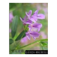 供應(yīng)畜牧草種：黑麥草、紫花苜蓿、無(wú)芒雀麥