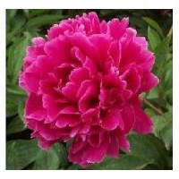 供應(yīng)芍藥