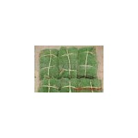 供應(yīng)草坪馬尼拉，百慕大，高羊茅，四季青，中華結(jié)縷草