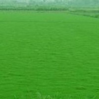 句容市茅山風景區景葉苗木園藝場供應果嶺草