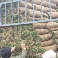 朔州草坪 晉中草坪 運城草坪