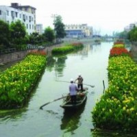 供應地被植物矮化美人蕉，青葉美人蕉，別名：小花美人蕉、小芭蕉