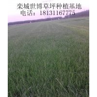 河南草坪|鄭州草坪|安陽草坪|草坪基地