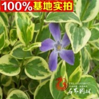 基地供應花葉蔓長春花苗木.長春蔓