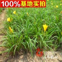 基地直銷供應金娃娃萱草規(guī)格齊全