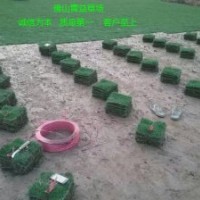 大量供應(yīng)臺(tái)灣草皮,大葉油草,馬尼拉草