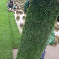 天堂草、百慕大草、馬尼拉草、果嶺草、黑麥草混播
