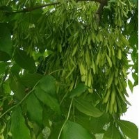 15公分的白蠟樹|白蠟|冀鑫(多圖)
