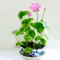 荷花苗、荷花、綠荷水生(圖)
