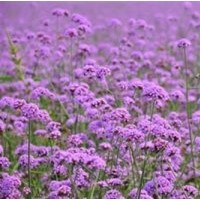 宿根花卉|君誠花卉苗木|優(yōu)質(zhì)宿根花卉