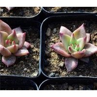 花卉批發_開原市花卉_綠馨花卉(多圖)