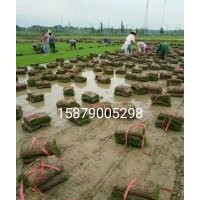 江西省南昌市長年出售果嶺草、臺灣青、矮生百慕大草坪馬尼拉草坪