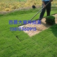 供應百慕大草坪，天堂草坪，狗牙根草坪