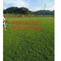 大量供應(yīng)馬尼拉草坪苗木基地