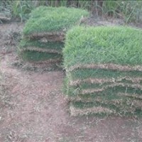 常州草坪馬尼拉，沙培果嶺草，百慕大，高羊茅，結(jié)縷草等草坪