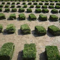 草坪基地//供應(yīng)矮生百慕大，馬尼拉，高羊茅等草坪