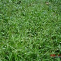 供應(yīng)狗牙根草坪種子 護(hù)坡草坪狗牙根草籽 狗牙根種子價格