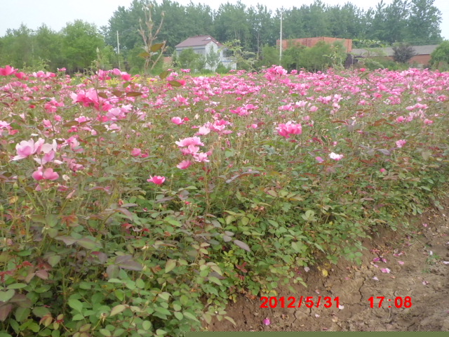 32萬畝直銷豐花月季.紅帽月季.薔薇.玫瑰.地被月季.